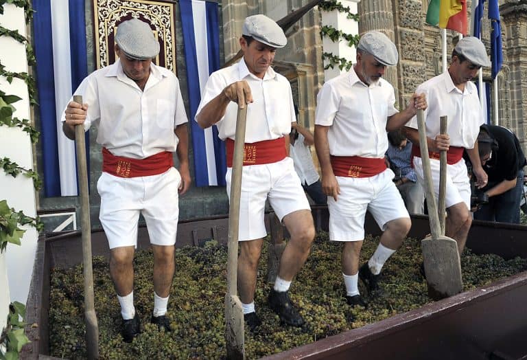 vendimia jerez