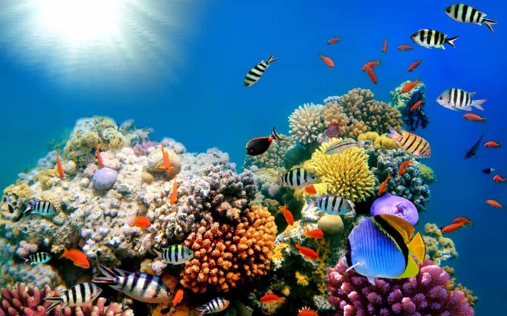 biología del mar
