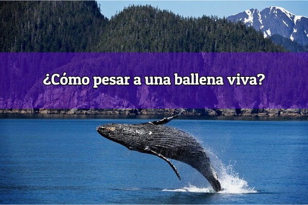 ¿Cómo pesar a una ballena viva?