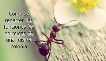 Cómo se reparten las funciones las hormigas de una misma colonia