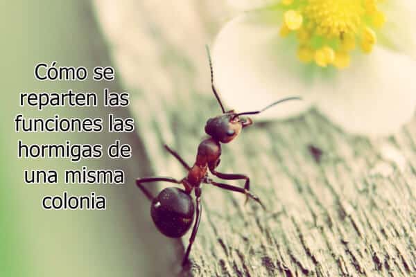Cómo se reparten las funciones las hormigas de una misma colonia