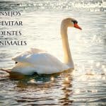 cisne blanco nadando