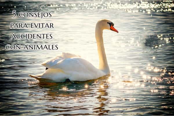 cisne blanco nadando
