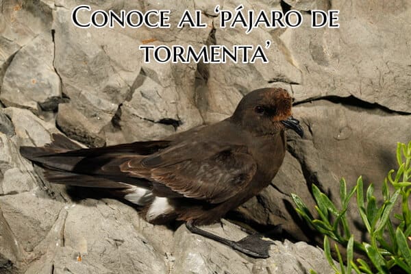 pajaro-posado-en-una-roca-llamado-pajaro-de-la-tormenta