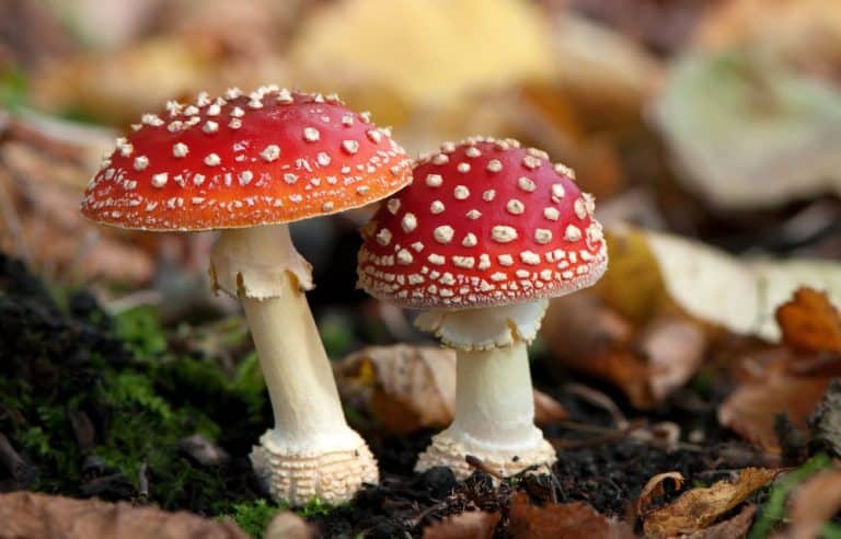 ¿Cómo identificar setas?