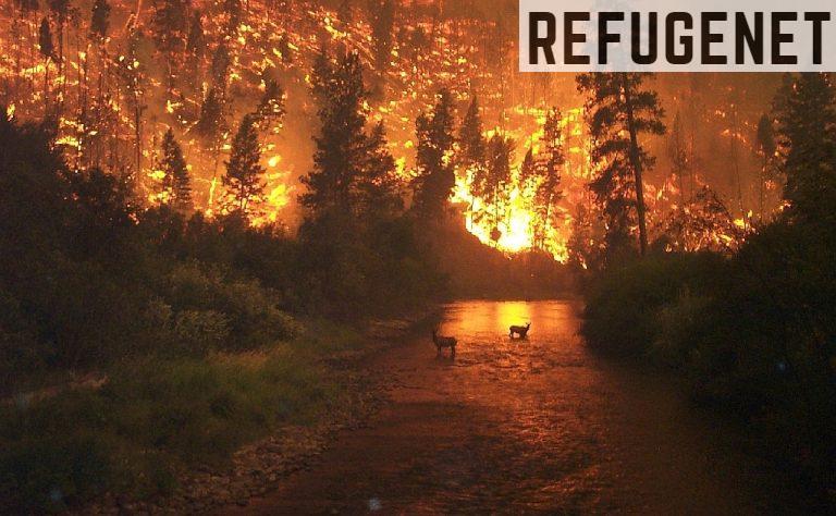 Incendios-forestales-causas