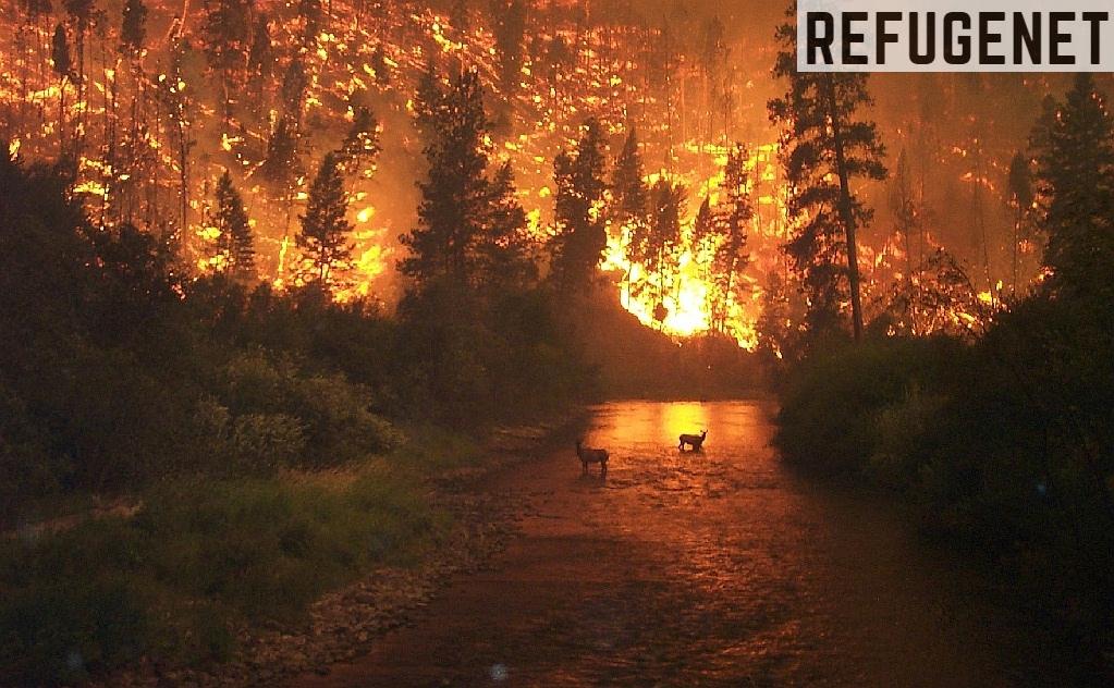Incendios-forestales-causas