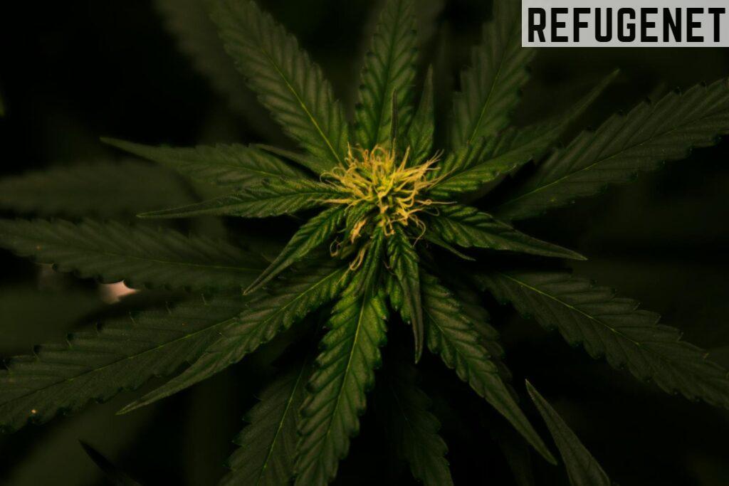 Tetrahidrocannabinol: qué es y cómo actúa en el cuerpo