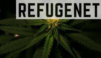 Tetrahidrocannabinol: qué es y cómo actúa en el cuerpo