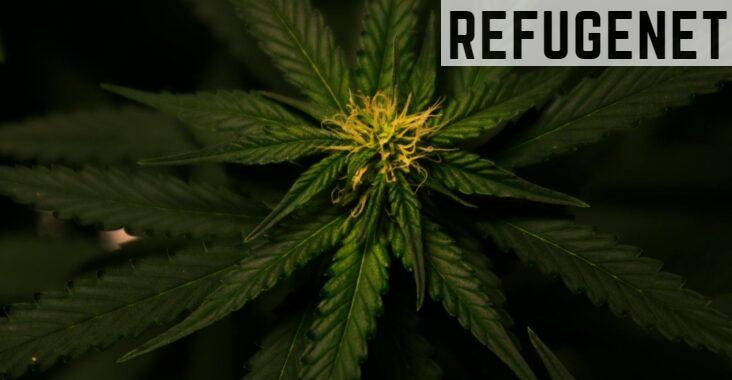 Tetrahidrocannabinol: qué es y cómo actúa en el cuerpo