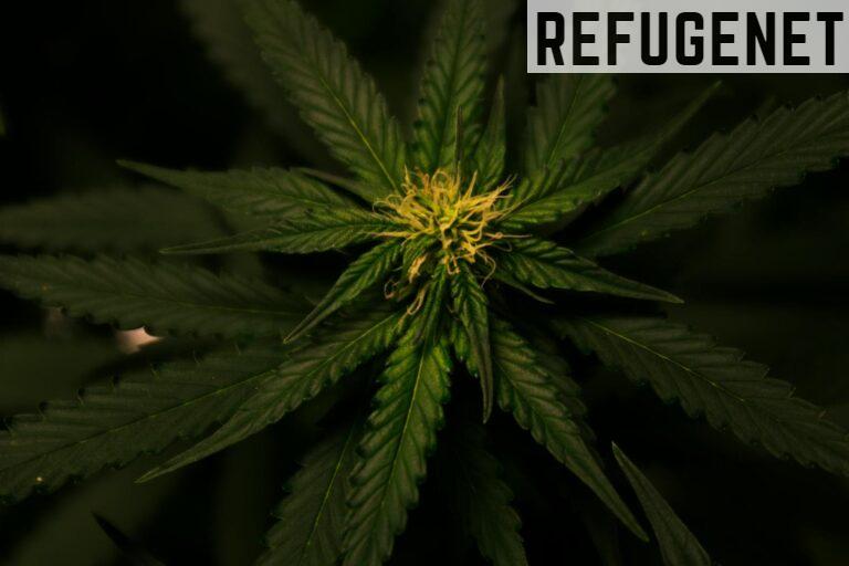 Tetrahidrocannabinol: qué es y cómo actúa en el cuerpo
