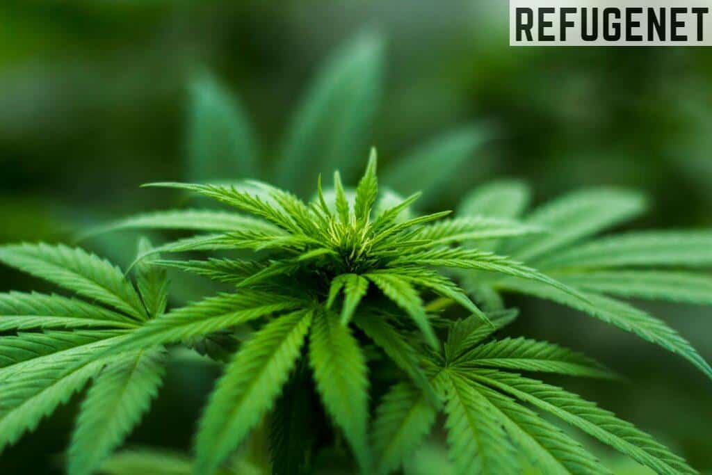 Tetrahidrocannabinol