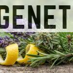 Plantas aromáticas con diferentes perfiles de terpenos
