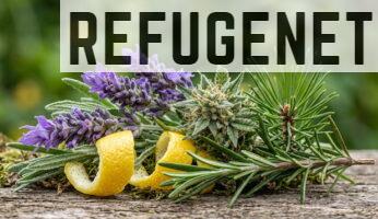 Plantas aromáticas con diferentes perfiles de terpenos
