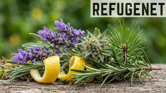 Plantas aromáticas con diferentes perfiles de terpenos